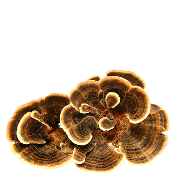 Turkey Tail