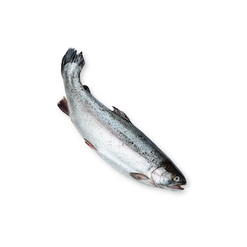 Salmon Fish Oil