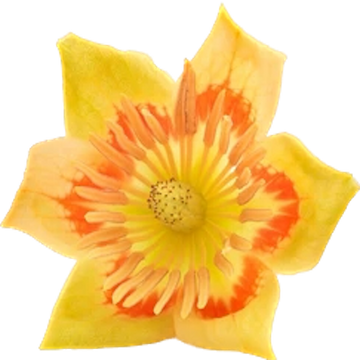 Poplar Flower Extract